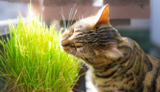 猫草　猫　オーツスポットフォーム　エンバク